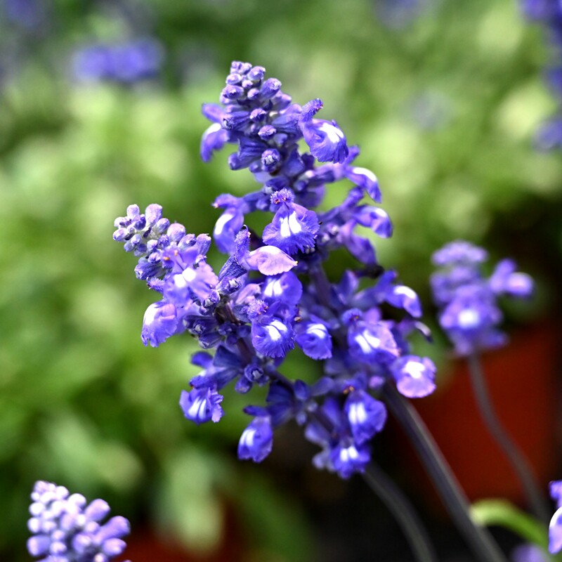 忘言园艺 蓝霸鼠尾草 一串蓝香草花卉阳台窗台庭院花园植物花期长