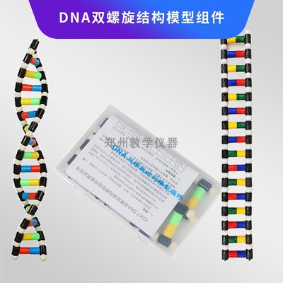 包邮 DNA双螺旋结构模型组件 初高中生物实验仪器遗传与变异基因