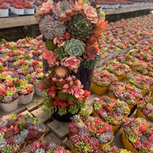 多肉植物带盆发货火祭冰玉十二卷冷香白凤吉娃娃小盆栽阳台室内