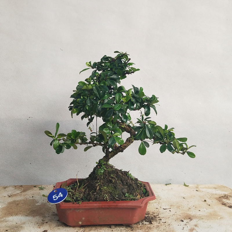小叶福建茶盆景老桩茶树室内办公室桌面假山造型植物盆栽悬崖造型