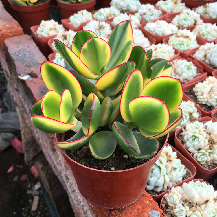 黄金花月盆栽 姬花月 新花月锦三色花月玉树盆栽多肉植物黄金花月