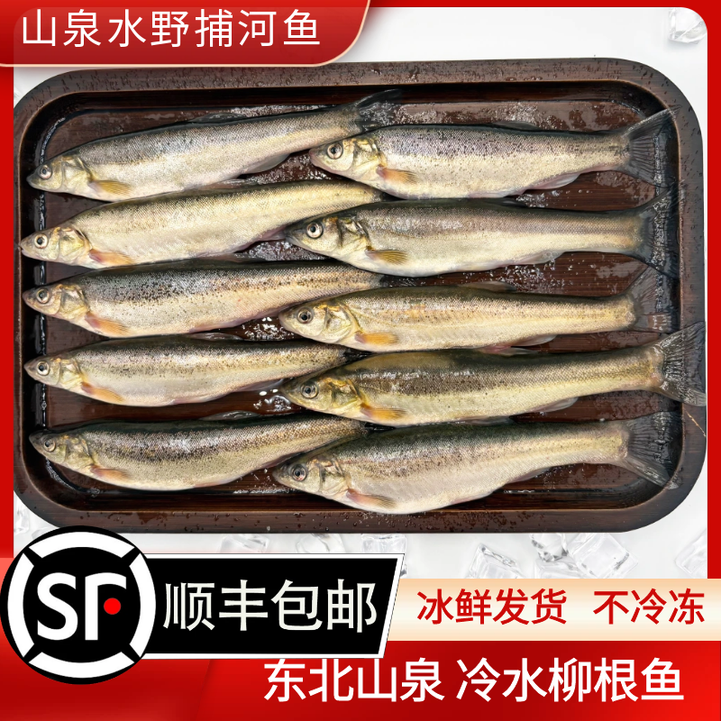 东北冷水柳根鱼鲜活真空冰鲜发货 生态河鱼冷水鱼河鲜 柳根子包邮