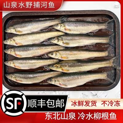东北冷水柳根鱼鲜活真空冰鲜发货 生态河鱼冷水鱼河鲜 柳根子包邮