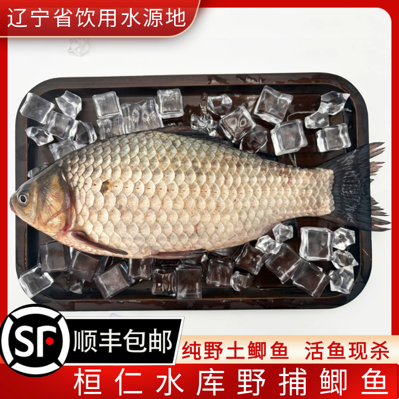 水库野捕鲜活土鲫鱼现杀现发包邮