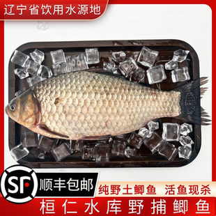 桓仁水库野捕土鲫鱼鲜活现杀鲫瓜子产妇下奶鲫鱼月子炖汤顺丰包邮