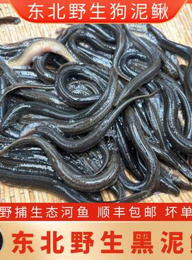 东北黑泥鳅 野捕土泥鳅小河鱼 新鲜狗鱼 狗泥鳅 河鲜顺丰包邮