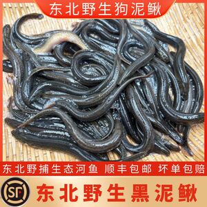 东北黑泥鳅 野捕土泥鳅小河鱼 新鲜狗鱼 狗泥鳅 河鲜顺丰包邮