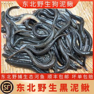 东北黑泥鳅 野捕土泥鳅小河鱼 新鲜狗鱼 狗泥鳅 河鲜顺丰包邮