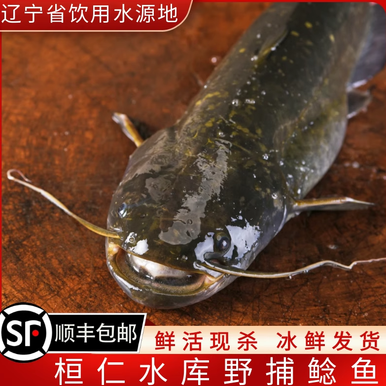 东北辽宁桓仁水库野捕鲶鱼桓龙湖新鲜土鲶鱼鲜活现杀冷冻顺丰包邮