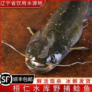 水库野捕正宗土鲶鱼鲜活现杀现发