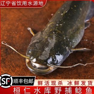 东北辽宁桓仁水库野捕鲶鱼桓龙湖新鲜土鲶鱼鲜活现杀冷冻顺丰包邮