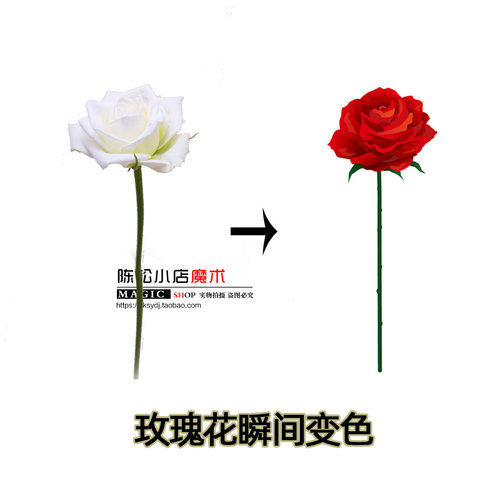 玫瑰花瞬间变色大花朵玫瑰