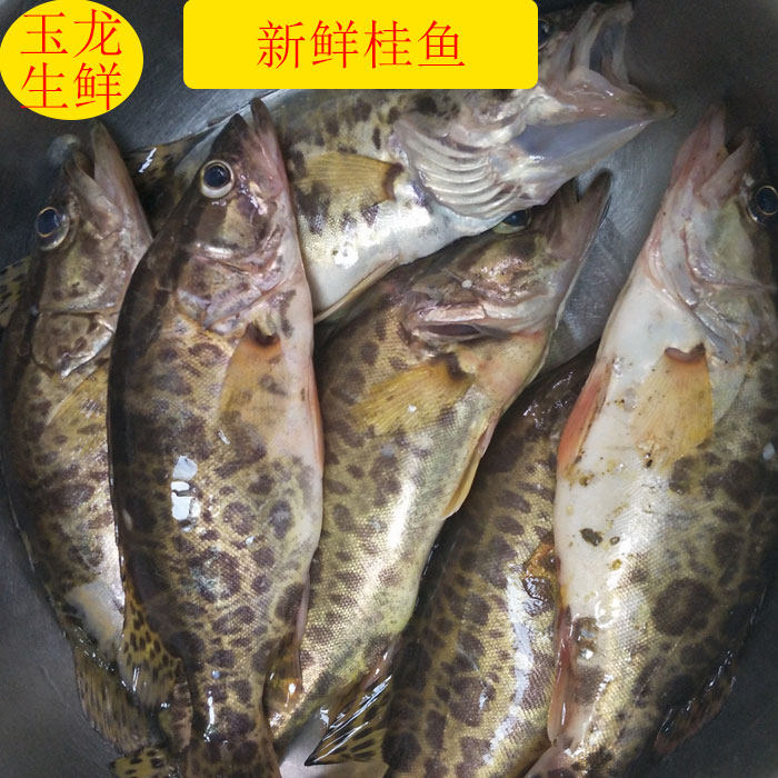 鲜活鳜鱼季花料理丹江口