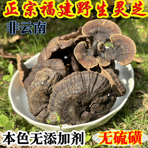 纯野生灵芝中药材福建正宗特产