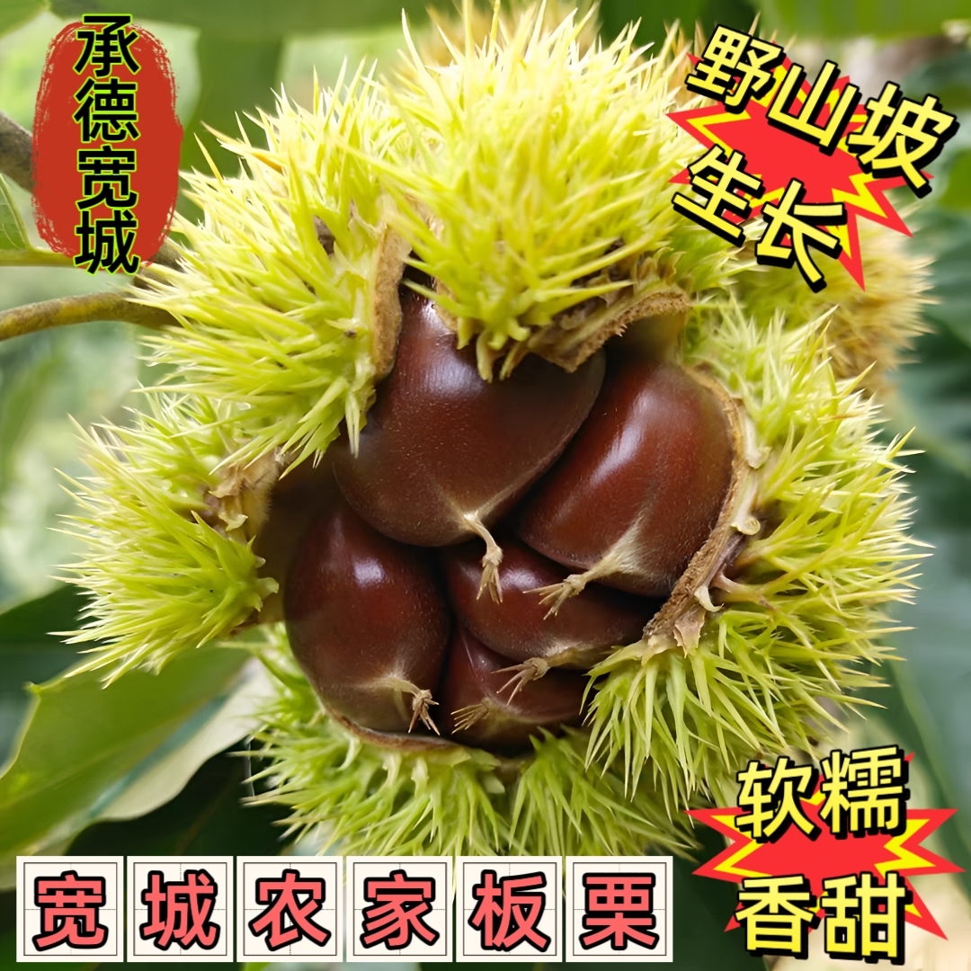 河北宽城农家特产生鲜板栗5斤