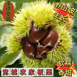 河北宽城农家特产生鲜板栗2025年新货板栗包邮