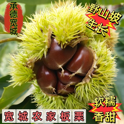 河北宽城农家特产生鲜板栗5斤