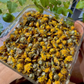 头茬｜无熏硫｜饱满花苞｜黄山野菊花无染色 野生深山小菊花