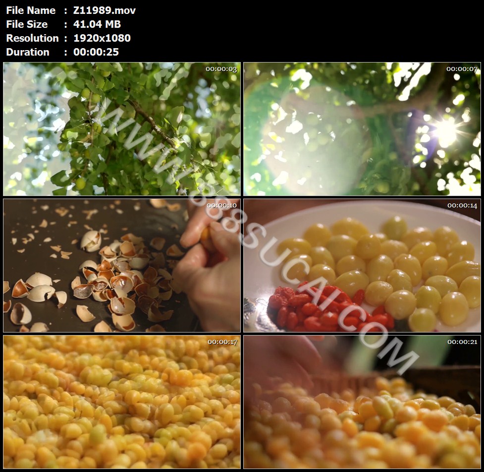 银杏树银杏果挂满枝头银杏果果肉特写高清实拍视频素材