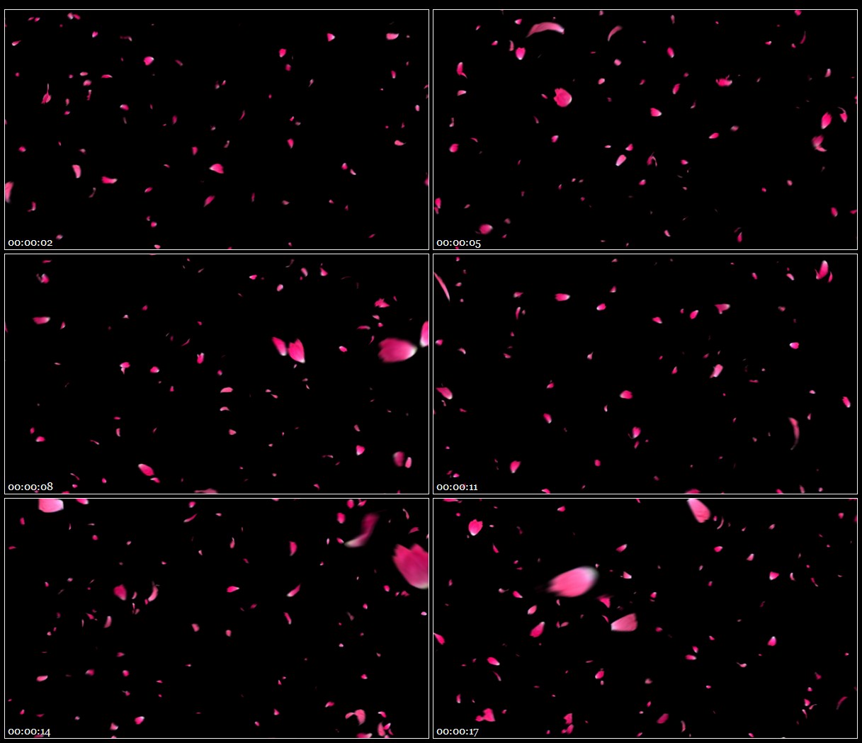 花瓣樱花桃花花瓣飞舞全屏透明通道高清实拍视频素材
