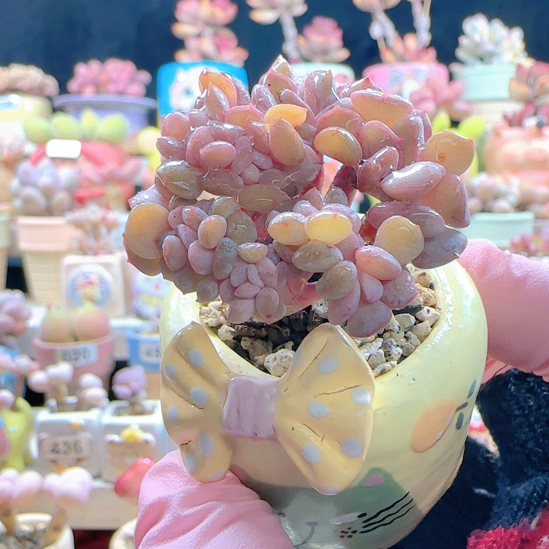 L 胭脂缀化 盆口3cm,鲜花速递/花卉仿真/绿植园艺,多肉植物,淘宝优惠券,粉丝福利购,淘宝优惠卷