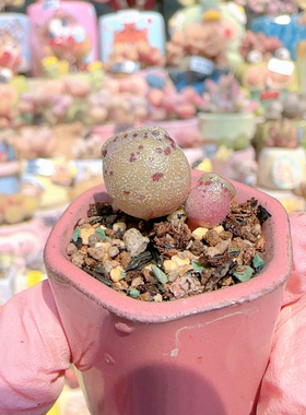 H 双色豹盆口2.5c m