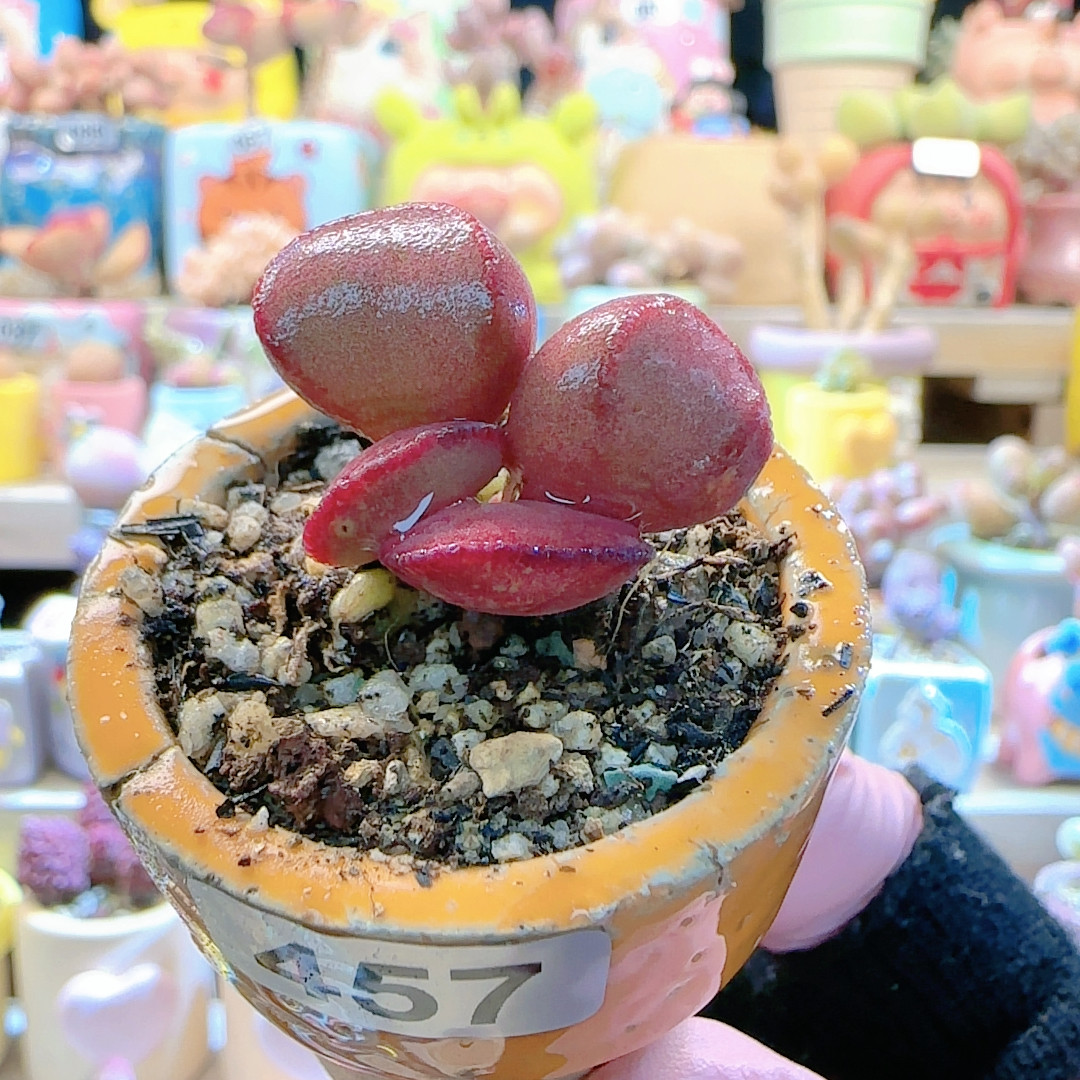 L 可爱红蛋 盆口3cm,鲜花速递/花卉仿真/绿植园艺,多肉植物,淘宝优惠券,粉丝福利购,淘宝优惠卷