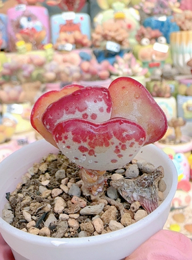 H新选爱心水泡盆口4c m