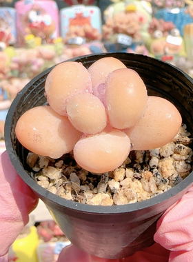 H蛋黄奶盆口3c m