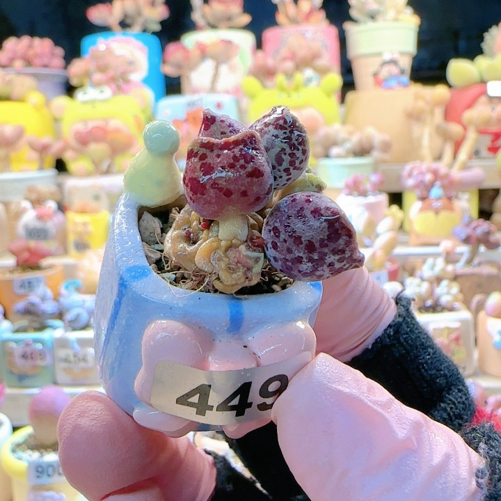 L 可爱猫耳海豹 盆口2.5cm,鲜花速递/花卉仿真/绿植园艺,多肉植物,淘宝优惠券,粉丝福利购,淘宝优惠卷