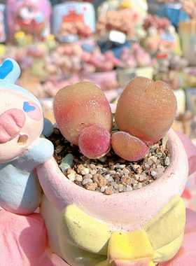 H 毛翠滴一对组合盆口2.5c m