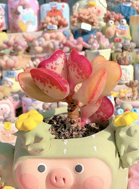 H 爱心水泡盆口5c m