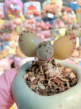 H海豹盆口2.5c m