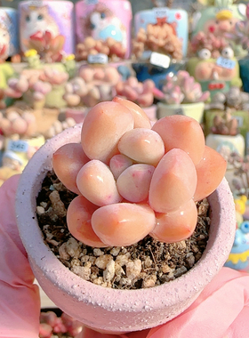 H香水奶盆口4c m