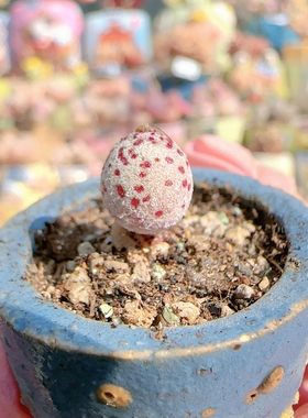 H 白丸盆口2c m