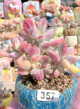 H乒乓福娘锦盆口6c m