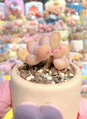 H造型香水盆口2.5c m