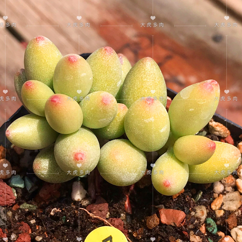 冰晶水泡一物一拍小型窗台盆栽多肉韩国进口景天花卉裸根脱土发货