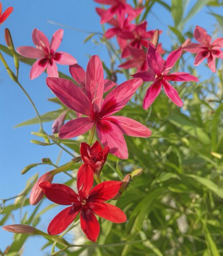 现货 原生小苍兰 大花品种Freesia grandiflora正红色 秋植小球根
