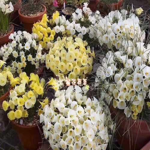 种球围裙水仙Narcissus