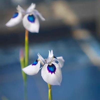 现货 白色孔雀肖鸢尾Moraea aristata多年生种球秋植春天开