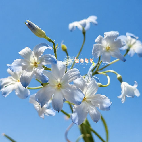 地歌菲花Zephyraelegans有香味