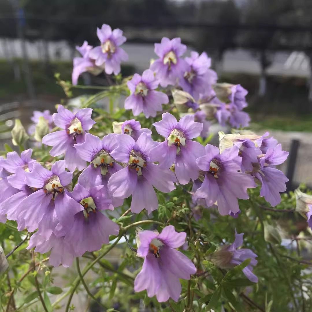 现货 xi有秋植黄色紫色三色块根旱金莲和种子一物一拍 春天爆花