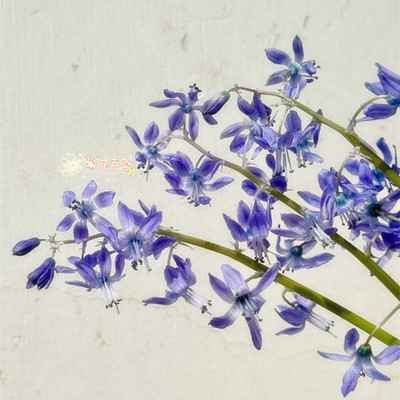 现货 小清新种球 绵枣儿scilla greilhuberi多年生秋种春开
