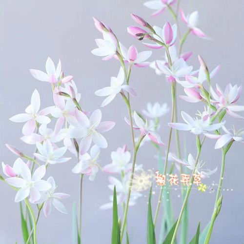 种球兜状/粉背夜鸢尾cucullata