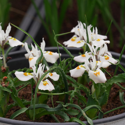 现货  秋植盆栽短爪肖鸢尾Moraea ciliata多年生种球春开