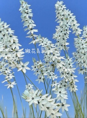 26.6月发原生/杂交浅绿松石谷鸢尾婴儿蓝眼秋植盆栽多年生种球