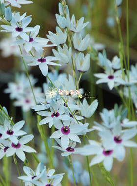 现货 发秋植矮花绿松石小鸢尾Ixia viridiflora var. minor种球