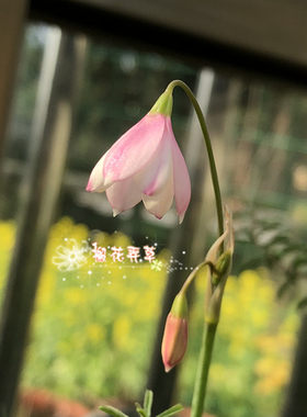 现货  春花秋雪片莲Acis trichophylla 多年生不退化种球