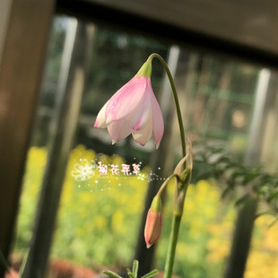现货 春花秋雪片莲Acis trichophylla 多年生不退化种球